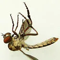 Gray Goggle Eye - photo 2
