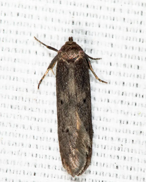 Sumac Micromoth - photo 2