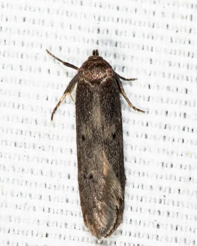 Sumac Micromoth - photo 4