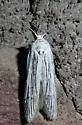 Holcocera gigantella - Hodges#1185