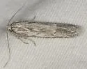 Holcocera gigantella - Hodges#1185 - photo 2