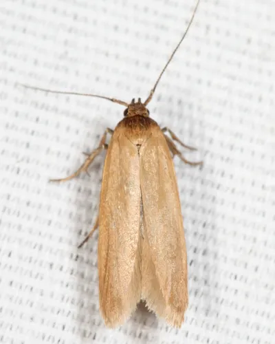Holcocera immaculella - Hodges#1221