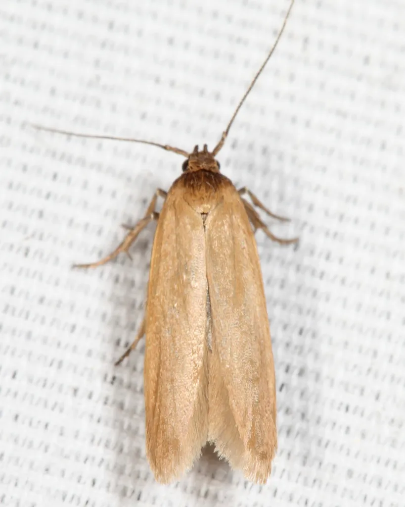 Holcocera immaculella - Hodges#1221 - photo 2