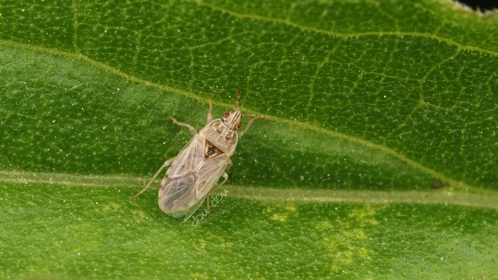 Holcocranum diminutum - photo 2