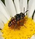 Holcopasites calliopsidis