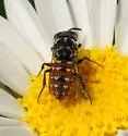 Holcopasites calliopsidis - photo 2