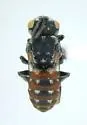 Holcopasites calliopsidis - photo 3