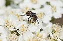 Holcopasites calliopsidis - photo 4