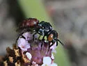 Holcopasites calliopsidis - photo 5