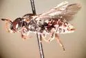Holcopasites jerryrozeni - Holcopasites jerryrozeni