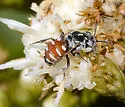 Holcopasites minimus