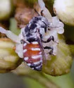 Holcopasites minimus - photo 2