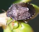 Holcostethus abbreviatus