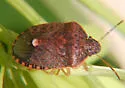 Holcostethus abbreviatus - photo 2