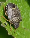 Holcostethus abbreviatus - photo 3
