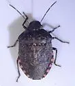 Holcostethus abbreviatus - photo 4