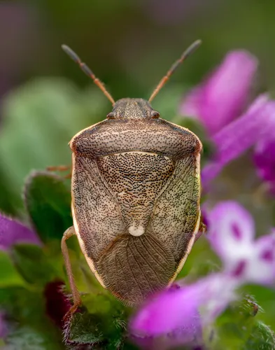 Holcostethus limbolarius