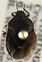 Holcostethus macdonaldi