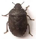 Holcostethus tristis