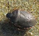 Holcostethus tristis - photo 2