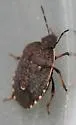 Holcostethus tristis - photo 4