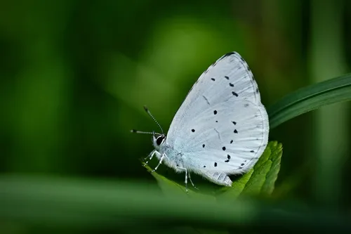 Holly Blue