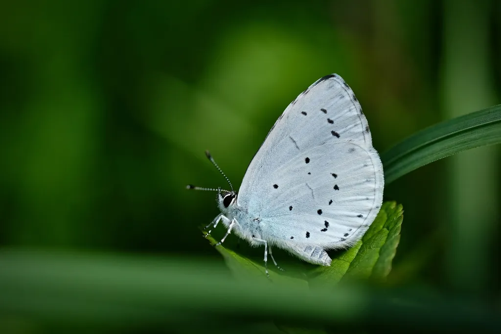 Holly Blue - photo 2
