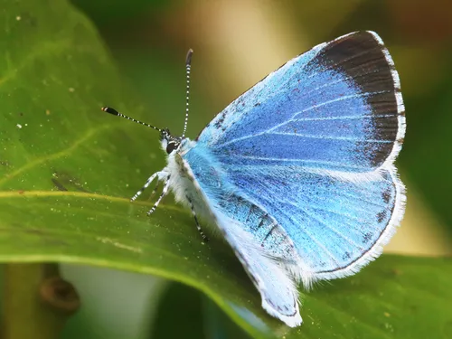 Holly Blue - photo 4