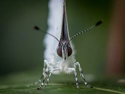 Holly Blue - photo 5