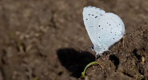 Holly Blue - photo 6