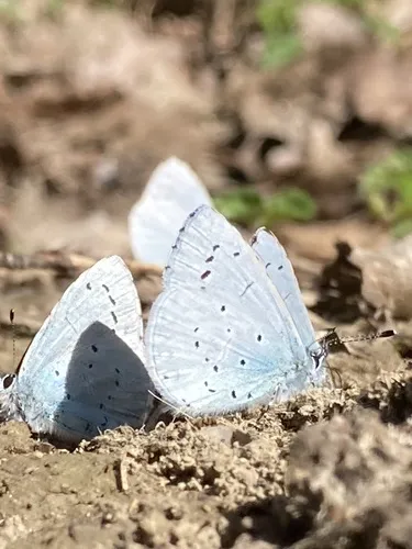 Holly Blue - photo 7