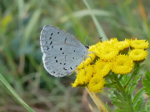 Holly Blue - photo 8