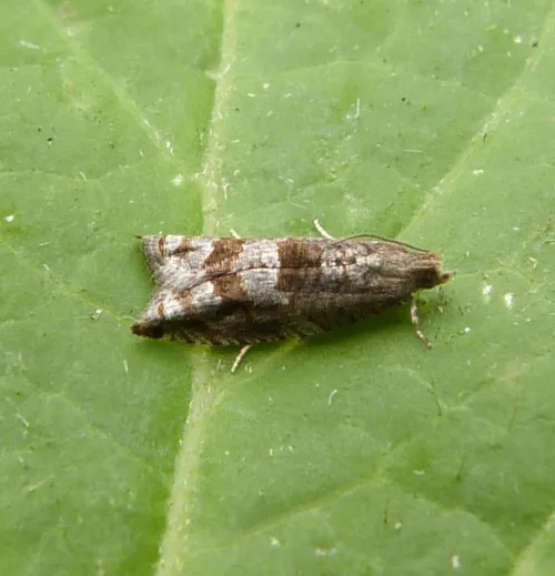 Holly Tortrix - Rhopobota naevana