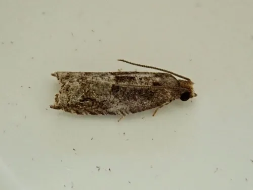 Holly Tortrix - photo 2