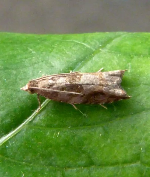 Holly Tortrix - photo 3