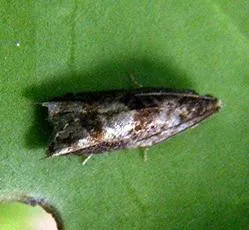 Holly Tortrix - photo 4