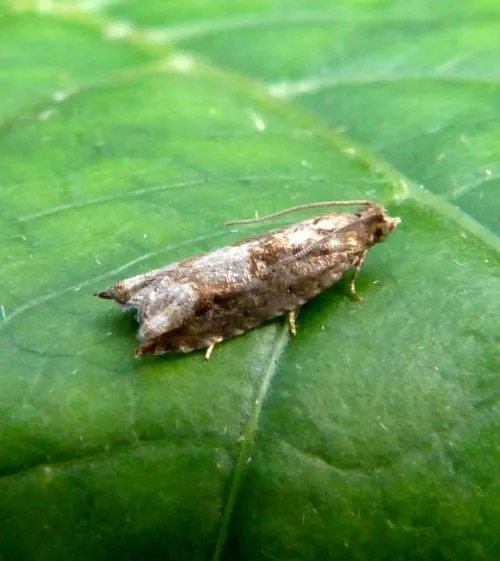 Holly Tortrix - photo 5