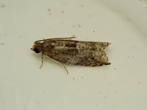 Holly Tortrix - photo 6