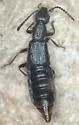 Holoboreaphilus nordenskioldi