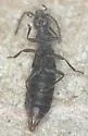 Holoboreaphilus nordenskioldi - photo 2