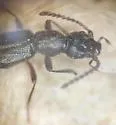 Holoboreaphilus nordenskioldi - photo 3