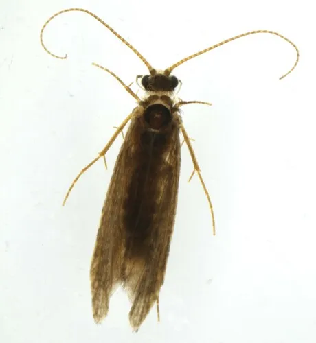 Holocentropus dubius