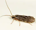 Holocentropus interruptus - photo 2