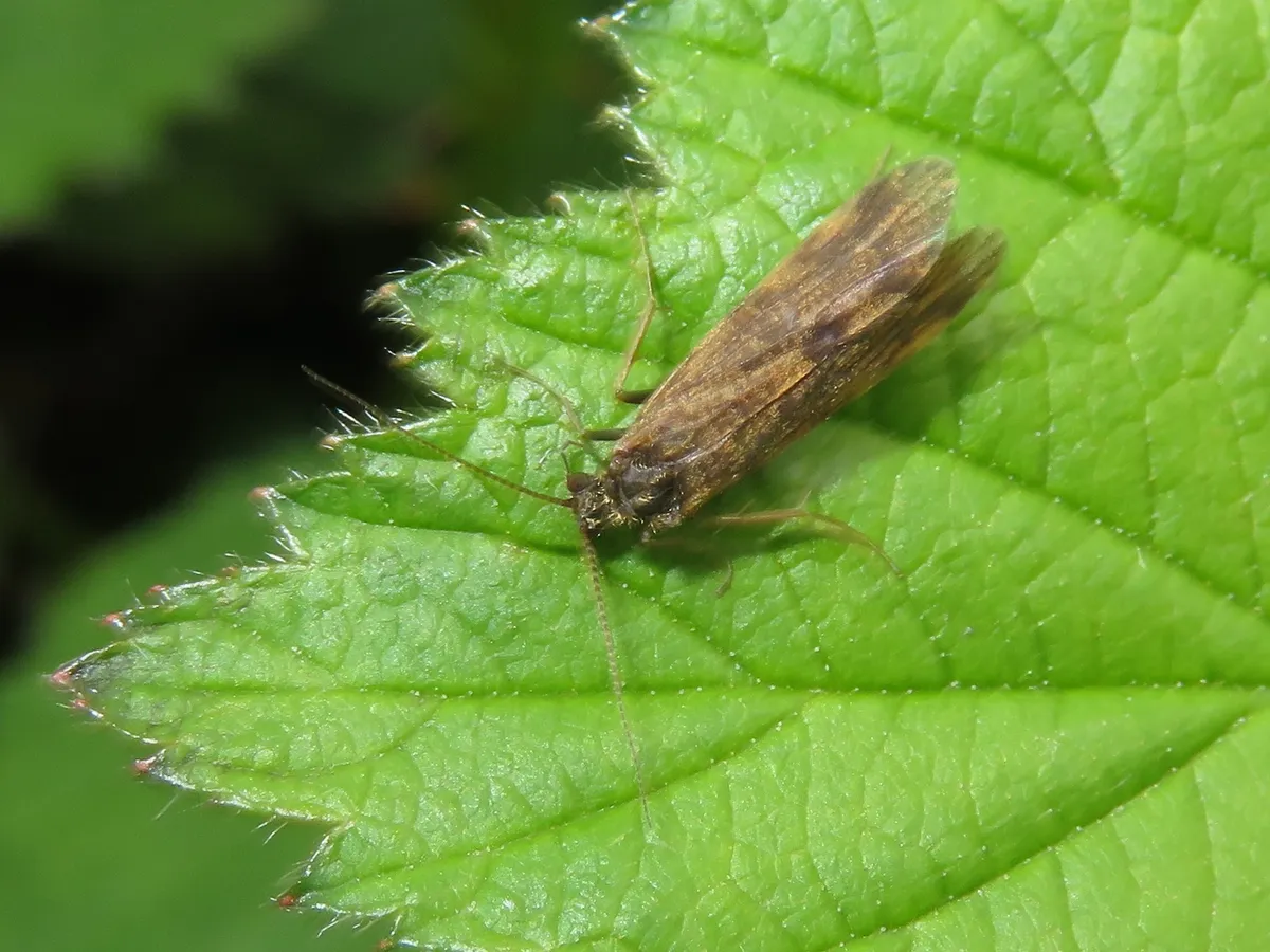 Holocentropus picicornis - photo 3
