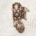 Holochroa dissociarius - Hodges#6773 - photo 3