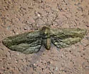 Holochroa dissociarius - Hodges#6773 - photo 4