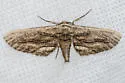 Holochroa dissociarius - Hodges#6773 - photo 5