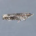 Holocola thalassinana - Hodges#2907.1 - photo 2