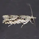 Holocola thalassinana - Hodges#2907.1 - photo 3