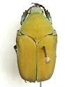 Hologymnetis argenteola